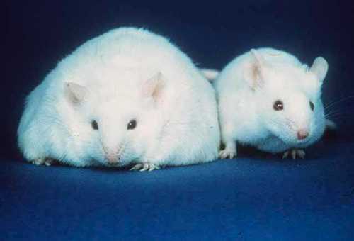 fat-mouse-skinny-mouse-obesity-longevity